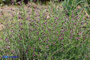 Scrophularia canina var. deschatresii, Ruta canina (varietà sardo-corsa)