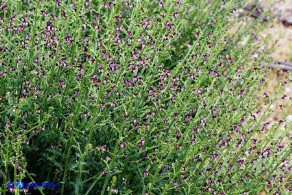 Scrophularia canina var. deschatresii, Ruta canina (varietà sardo-corsa)