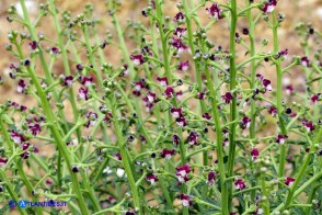 Scrophularia canina var. deschatresii, Ruta canina (varietà sardo-corsa)