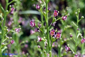 Scrophularia canina var. deschatresii, Ruta canina (varietà sardo-corsa)