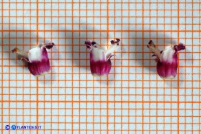 Scrophularia canina var. deschatresii, Ruta canina (varietà sardo-corsa)