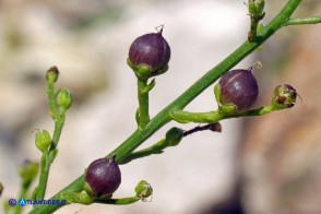 Scrophularia canina var. deschatresii, Ruta canina (varietà sardo-corsa)