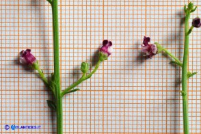 Scrophularia canina var. deschatresii, Ruta canina (varietà sardo-corsa)
