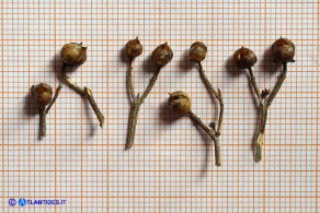 Scrophularia canina var. deschatresii, Ruta canina (varietà sardo-corsa)