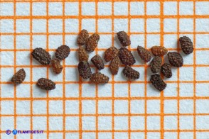 Scrophularia canina var. deschatresii, Ruta canina (varietà sardo-corsa)