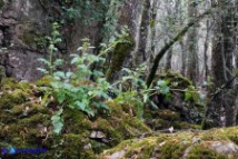Scrophularia trifoliata (Scrofularia di Sardegna)