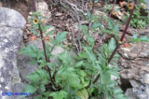 Scrophularia trifoliata (Scrofularia di Sardegna)
