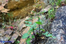 Scrophularia trifoliata (Scrofularia di Sardegna)