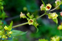 Scrophularia trifoliata (Scrofularia di Sardegna)