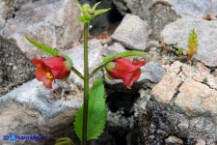 Scrophularia trifoliata (Scrofularia di Sardegna)