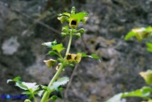 Scrophularia trifoliata (Scrofularia di Sardegna)