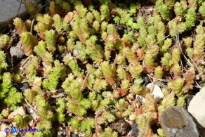 Sedum acre (Borracina acre)