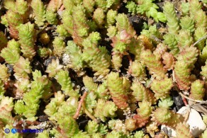 Sedum acre (Borracina acre)