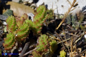 Sedum acre (Borracina acre)