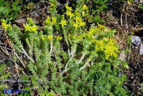 Sedum acre (Borracina acre)