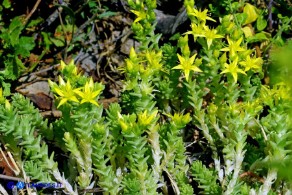 Sedum acre (Borracina acre)