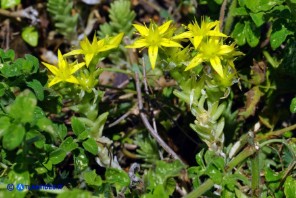 Sedum acre (Borracina acre)