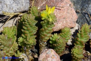 Sedum acre (Borracina acre)