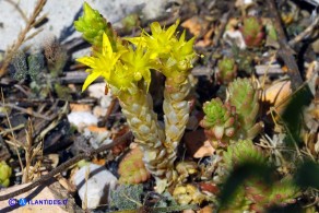 Sedum acre (Borracina acre)