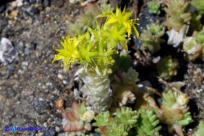 Sedum acre (Borracina acre)