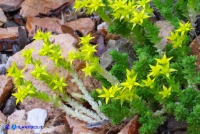 Sedum acre (Borracina acre)