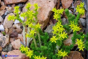 Sedum acre (Borracina acre)