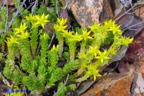 Sedum acre (Borracina acre)