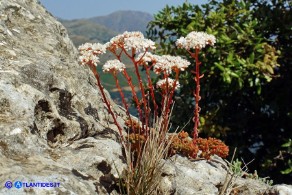 Sedum album (Borracina bianca)