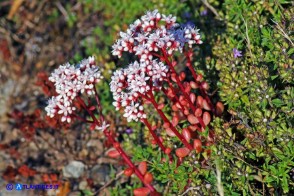 Sedum album (Borracina bianca)