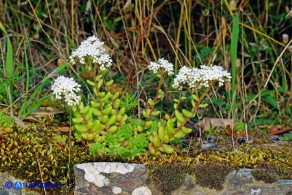 Sedum album (Borracina bianca)