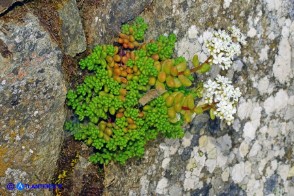 Sedum album (Borracina bianca)