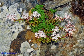 Sedum album (Borracina bianca)