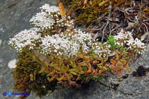 Sedum album (Borracina bianca)