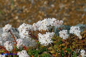 Sedum album (Borracina bianca)