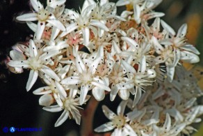 Sedum album (Borracina bianca)