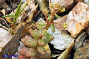 Sedum album (Borracina bianca)