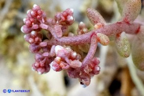 Sedum album (Borracina bianca)