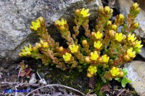 Sedum alpestre (Borracina alpestre)