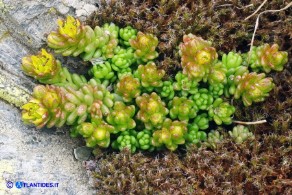 Sedum alpestre (Borracina alpestre)