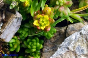 Sedum alpestre (Borracina alpestre)