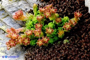 Sedum alpestre (Borracina alpestre)