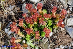 Sedum alpestre (Borracina alpestre)