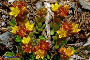 Sedum alpestre (Borracina alpestre)