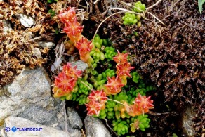 Sedum alpestre (Borracina alpestre)