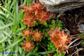 Sedum alpestre (Borracina alpestre)