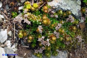 Sedum alpestre (Borracina alpestre): i follicoli dell'anno precedente