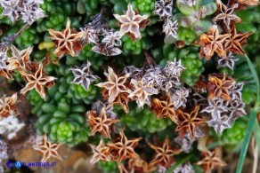 Sedum alpestre (Borracina alpestre): i follicoli secchi di due annate successive