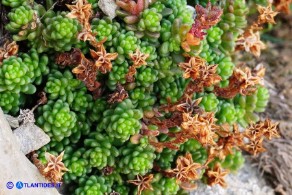 Sedum alpestre (Borracina alpestre): i follicoli secchi