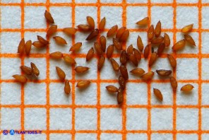 Sedum alpestre (Borracina alpestre): i semi