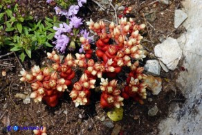 Sedum andegavense (Borracina d'Angiò)